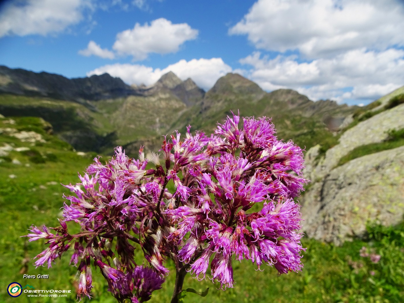 48 Adenostyles alliariae (Cavolaccio alpino) con vista sul Pizzo del Diavolo.JPG